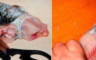 Как почистить окуня? 5 простых способов