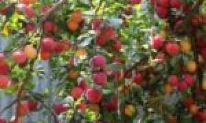30 самых лучших сортов алычи для посадки на дачном участке